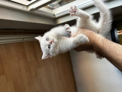 Dişi british shorthair yavrumu sahiplendirmek istiyorum