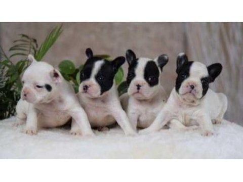 Elit patiler farkıyla french bulldog yavrular