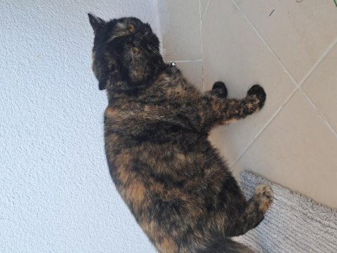 British shorthair kedicik ballı hanım