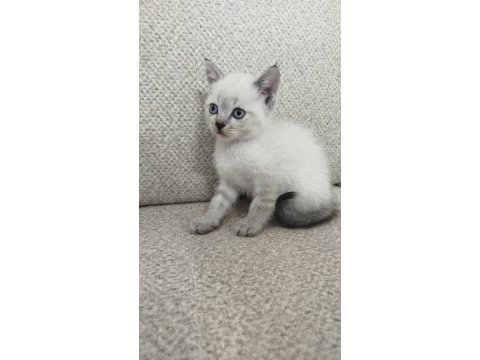 Siyam kedisi 2 aylık