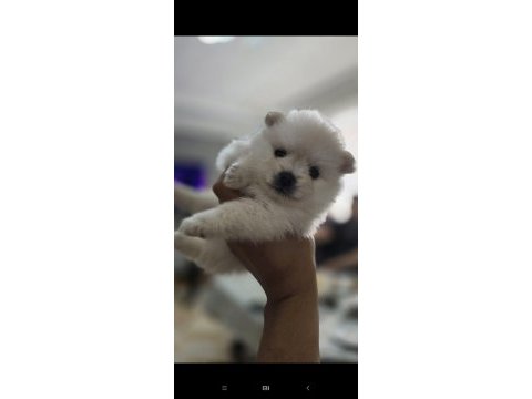 Tea cup pomeranian son yavru