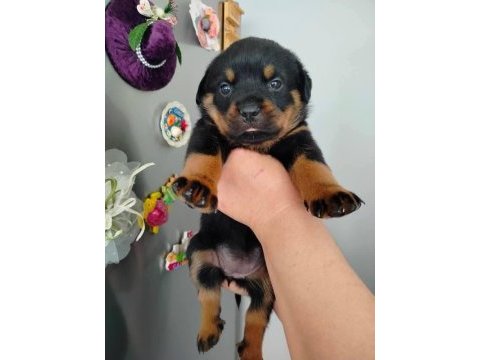 Saf macar rottweiler