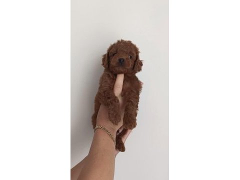 Orjinal kendi köpeğimin yavruları
