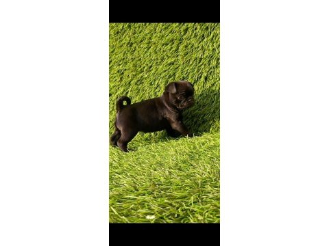 Siyah lekesiz pug mops