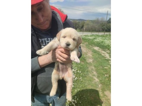 İzmir golden retriever yavrular