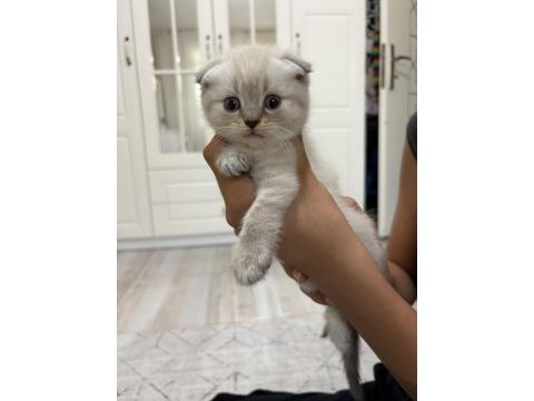 Scottish fold yavru kedimiz