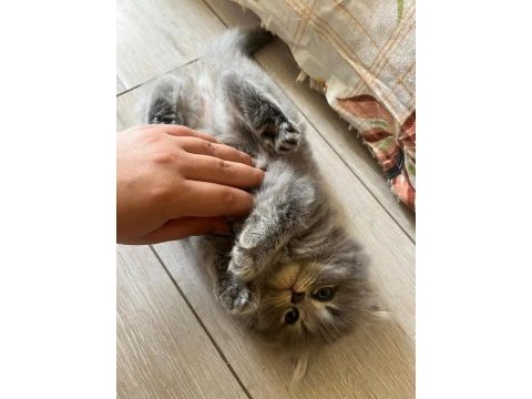 Bu minnak arkadaşınız olabilir british shorthair