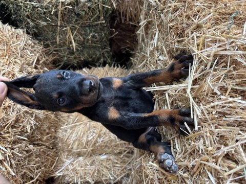 A şecereli babadan doberman bebekler