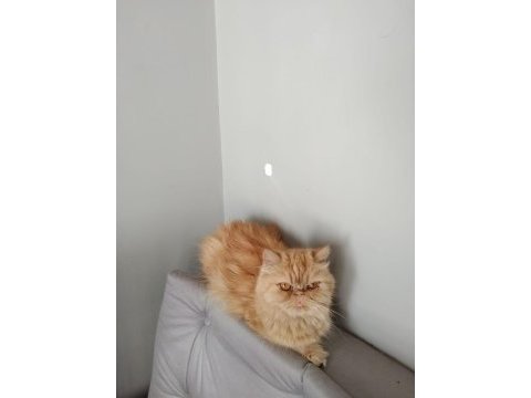 Yetişkin dişi scottish fold ve iran kedi