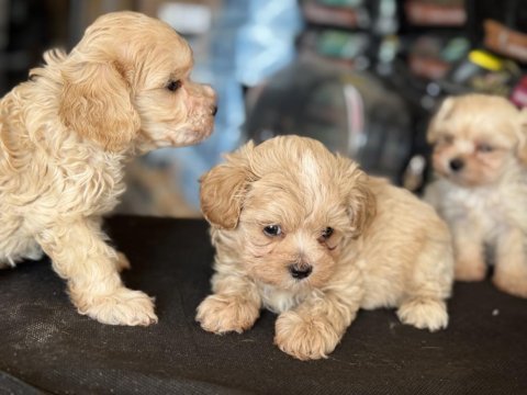 Ankarada ziyarete açık maltipoo yavrular