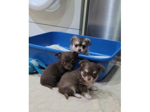 Elma kafa küt burun teacup chihuahua bebekler