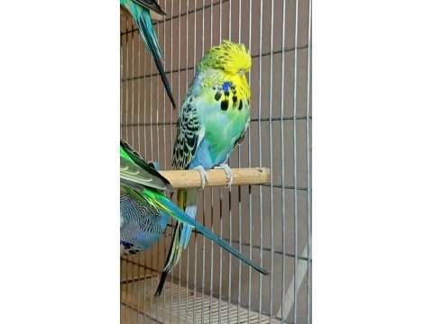 Show jumbo muhabbet kuşlar