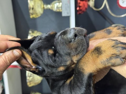 Harika european doberman yavruları
