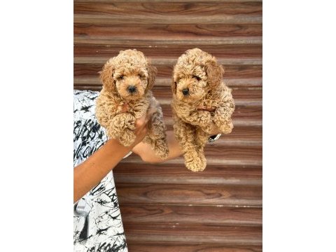 Tea cup sağlıklı poodle