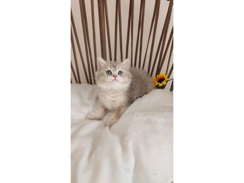 Çok özel safkan brıtısh blue golden-golden yavrular hazır