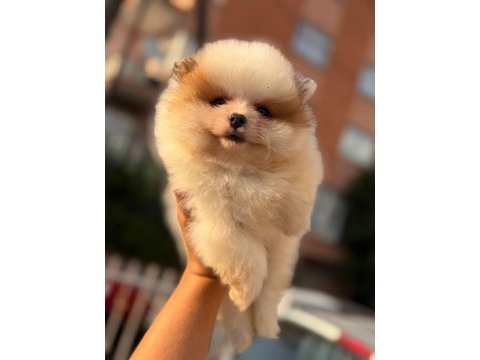 Orijinal ayı surat pomeranian yavruları