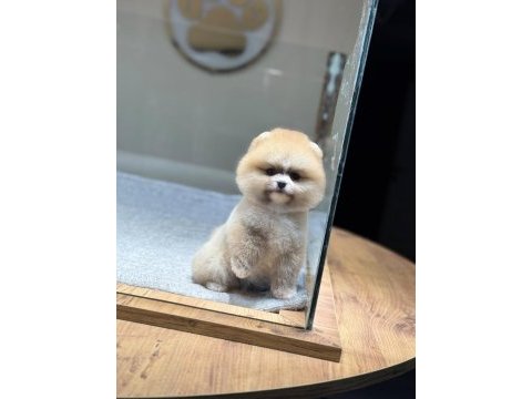 Sağlık ve ırk garantili pomeranian