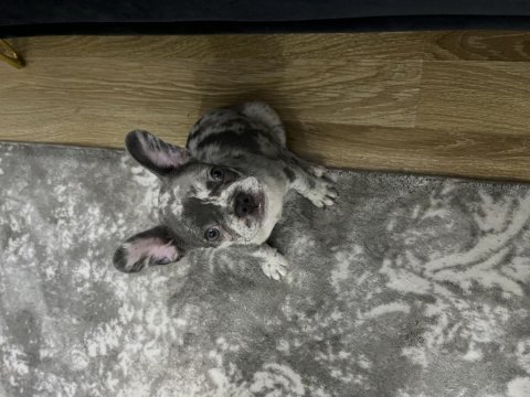 Merle french bulldog
