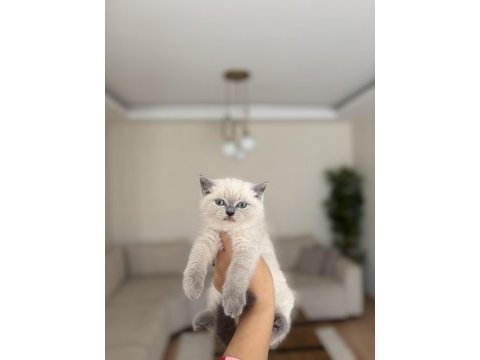 Birbirinden güzel brıtısh shorthair yavrularım 