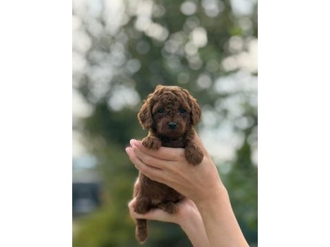 A kalite sağlık garantili poodle yavrularımız