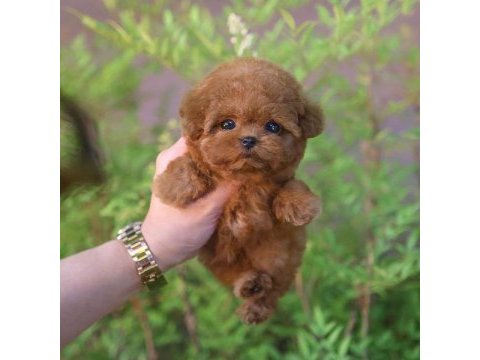 Korean toy poodle yavrularım