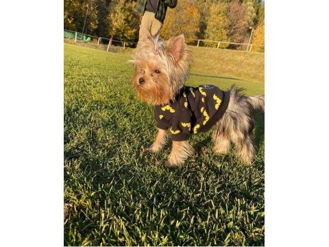 Eğitimli asla büyümeyecek en küçük köpeğimiz