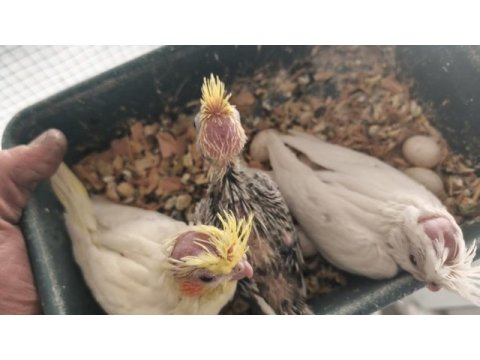 Sultan papağanı yavrular 10 güne yeme düşer