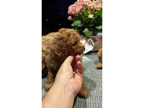 Toy poodle kg garantili