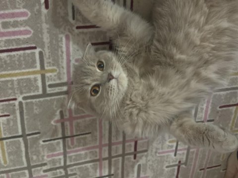 British shorthair kedimiz