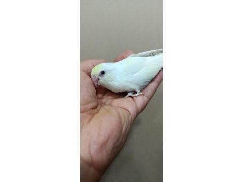 Cremio dişi forpus papağanı