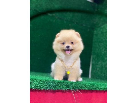 Blacks petshop garantisiyle pomeranian boo yavrularımız