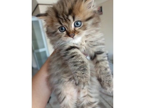 British longhair kedimiz