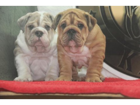 Üst düzey ingiliz bulldog yavrular