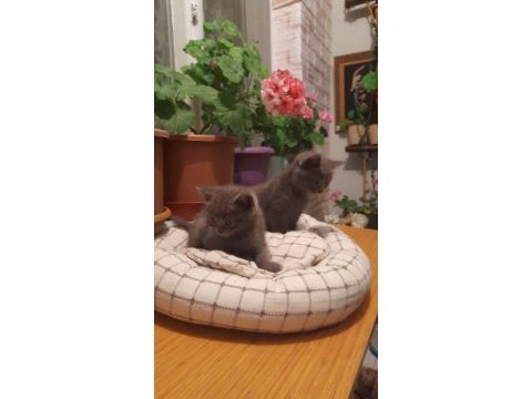 Eskişehir 3 aylık 5 tane british shorthair yavru