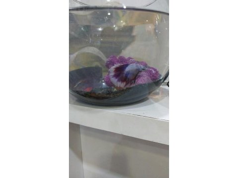Beta balığı seti