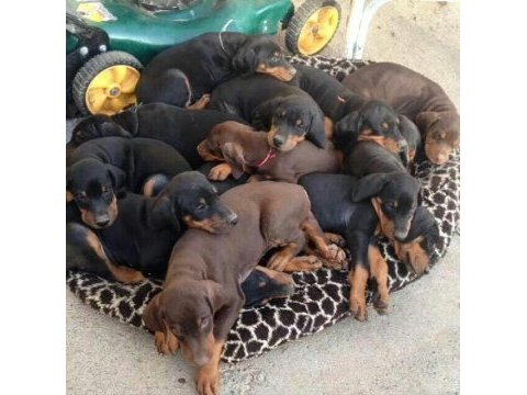 Vatan savunur gibi sahibini savunan cinsten doberman
