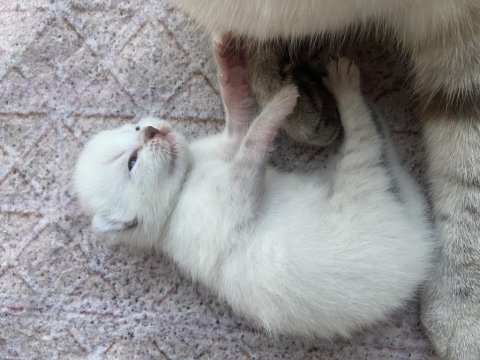 Siberian 3 erkek 2 dişi yavru kedimiz