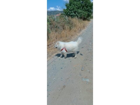 3 yaşında erkek samoyed