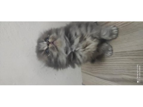 45 günlük british longhair yavrular