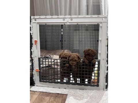 Efsane erkek dişi toy poodle yavrular