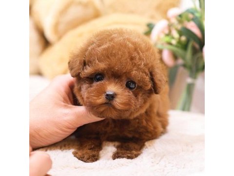 Saglık ve ırk garantılı toy poodle yavrularım