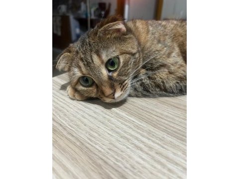 Ücretsiz sahiplendirme 2 yaşında scottish fold
