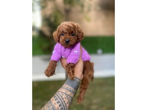 Safkan orjinal kore kurabiye poodle
