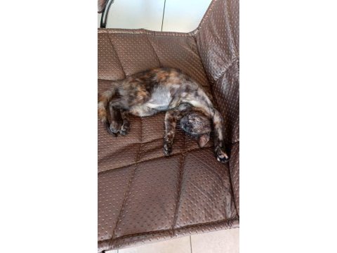3.5 aylık dişi yavru kedimiz