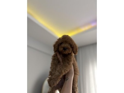 Aşılı wc eğitimli son erkek toy poodle yavru