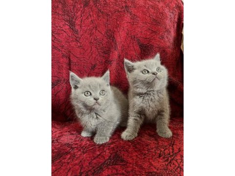 Yeni yuvalarına gitmeye hazır british shorthair bebekler