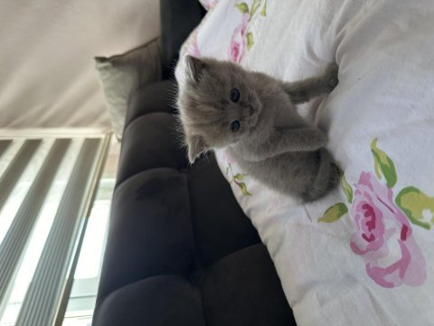 1 aylık nadir renk british longhair bebişler