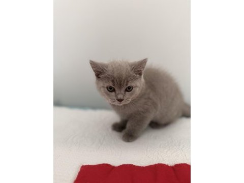 British shorthair erkek 2 aylık