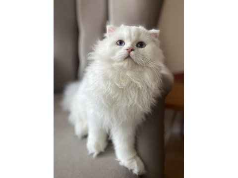 Scottish fold longhair erkek