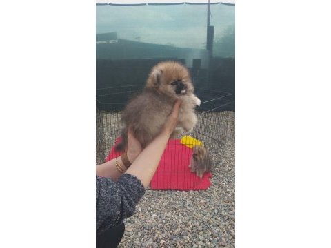 Bayram özel kampanya bayram şekerleri pomeranian boo